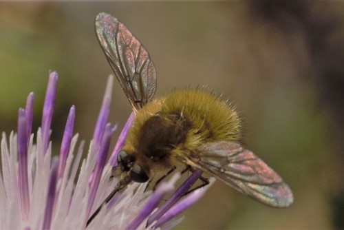 S. ctenopterus