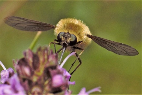 Bombylius sp.