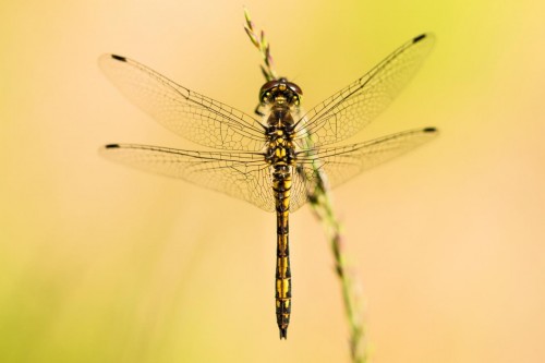 Sympetrum danae, 03.08.2019 r.