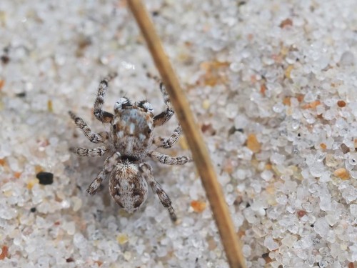 Salticidae 2.JPG