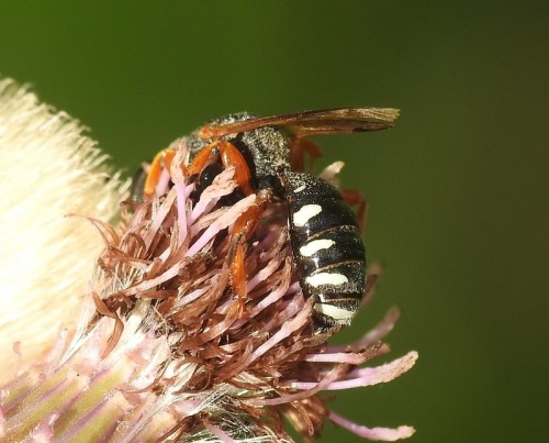 3) 27.07.2019, Łupki (Mazury)