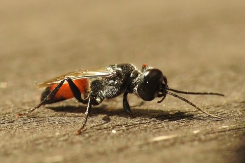 5) Pompilidae<br />31.07.2019, Kraków