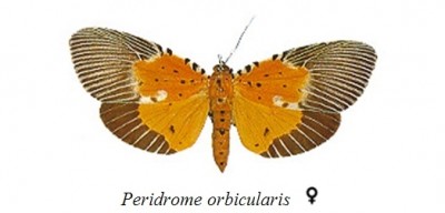 Peridrome orbicularis samica.jpg