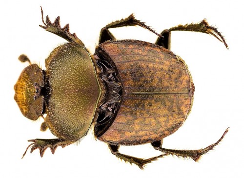 O. fissicornis