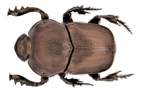 O. damoetas