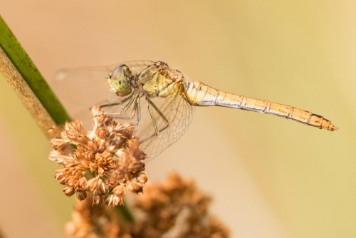 Sympetrum meridionale ♀