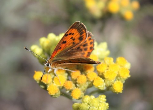 Lycaena virgaureae