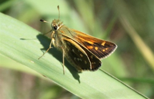 Hesperia comma