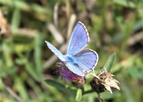 Polyommatus bellargus