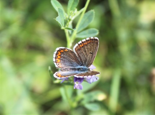 Polyommatus bellargus