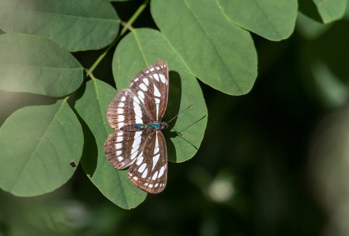 Neptis-sappho-Pallas,1771.,11.jpg