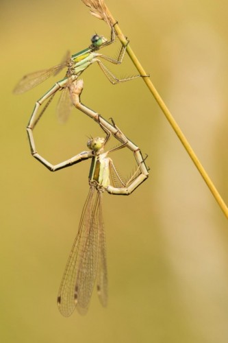 Lestes barbarus