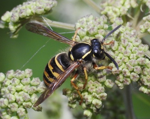 4) Dolichovespula sp.?