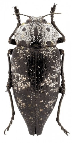 Capnodis cariosa.jpg