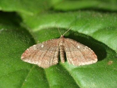 Nycterosea obstipata.jpg