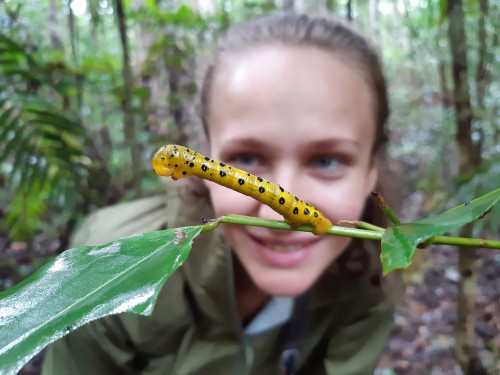 W Australii potocznie nazywana &quot;9 o'clock moth&quot;, dokładniej rzecz biorąc jest gąsienica ćmy z gatunku  Dysphania fenestrata.