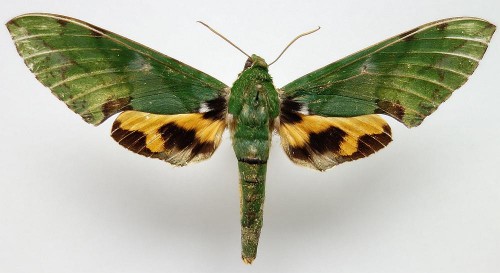 Euchloron megaera 115 mm.jpg