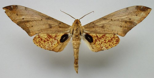 Platysphinx stigmatica 125 mm.jpg