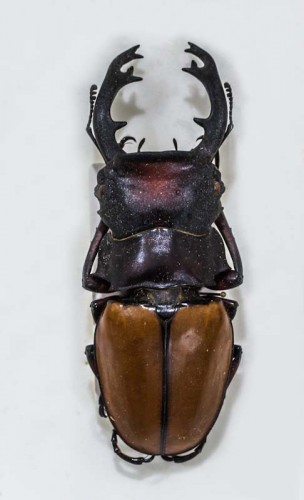 Hemisodorcus arrowi - m.jpg