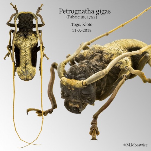 pgigas_male_entomo.jpg