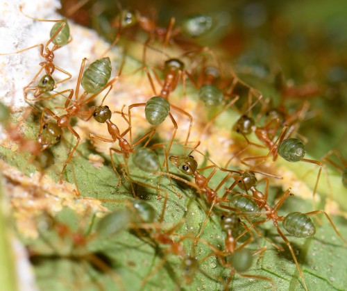 Oecophylla smaragdina