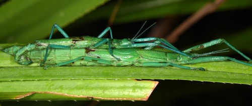 Megacrania batesii