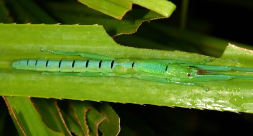 Megacrania batesii - nimfa