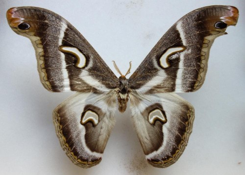 Epiphora rectifasciata 150 mm.jpg