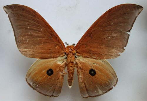 Pseudobunaena alinda 144 mm.jpg