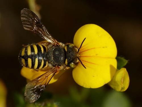 2) Anthidium sp.<br />23.08.2019