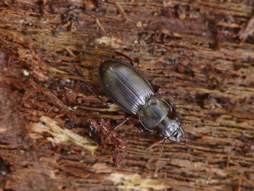 Molops ovipennis medius.JPG