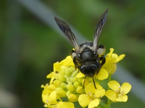 1) Andrena pilipes?<br />3.06.2019