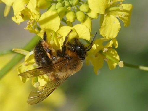 2) Andrena nigroaenea?<br />3.06.2019