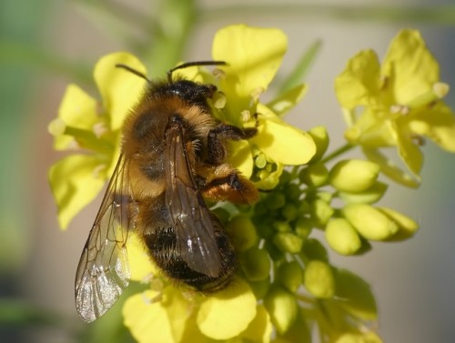 2) Andrena nigroaenea?<br />3.06.2019