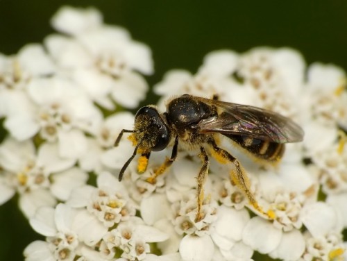 3) Lasioglossum sp.?<br />18.07.2019