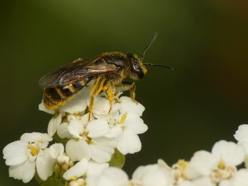 3) Lasioglossum sp.?<br />18.07.2019