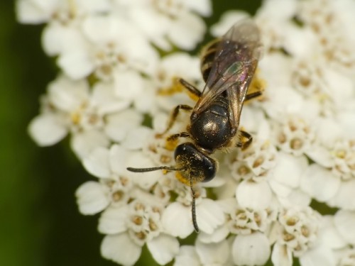 3) Lasioglossum sp.?<br />18.07.2019