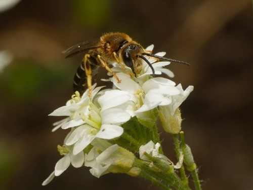 4) Lasioglossum sp.?<br />18.07.2019