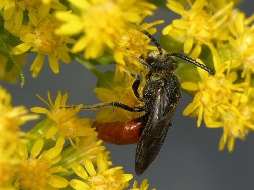 5) Sphecodes sp.<br />25.07.2019