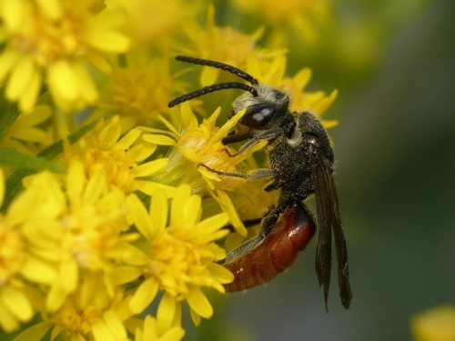 5) Sphecodes sp.<br />25.07.2019