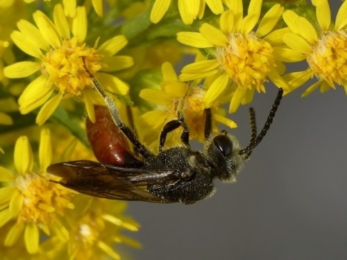 5) Sphecodes sp.<br />25.07.2019