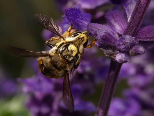 7) Anthidium manicatum?<br />31.07.2019