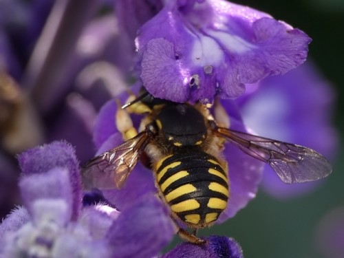 7) Anthidium manicatum?<br />31.07.2019