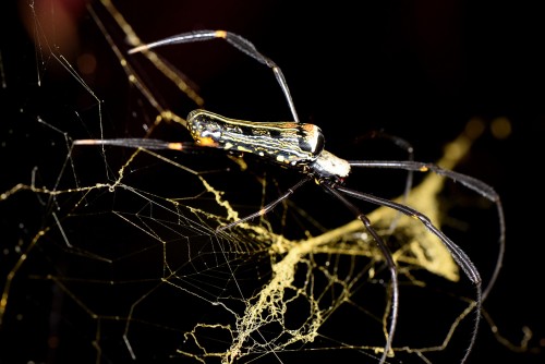 Nephila