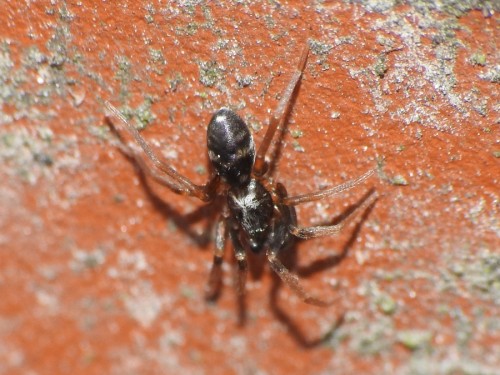 2) Gnaphosidae?<br />21.12.2019