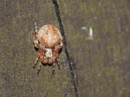 8) Araneus sp.<br />4.10.2019