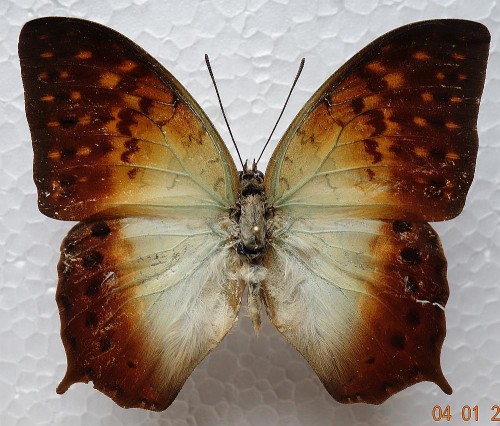 Charaxes fulvescens 75 mm.jpg