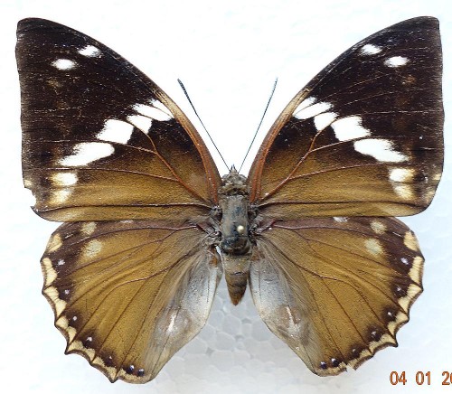 Charaxes tiridates 80 mm.jpg