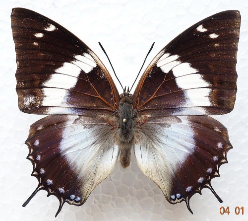 Charaxes violetta 75 mm.jpg