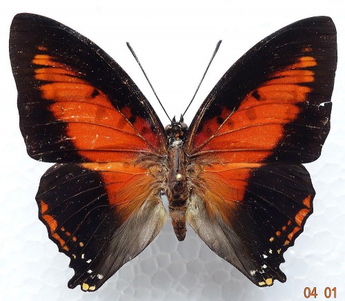 Charaxes zingha 68 mm.jpg